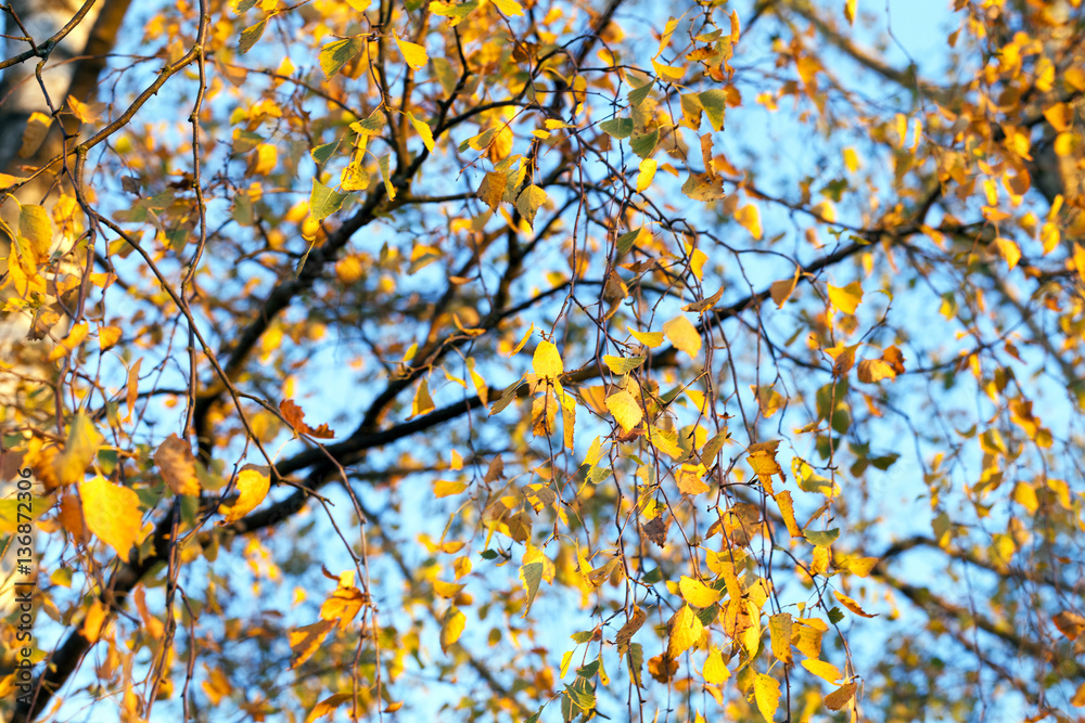 birch in autumn, close-up birch in autumn, close-up