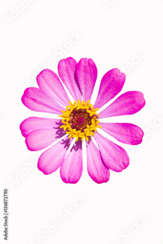 Pink Zinnia flower