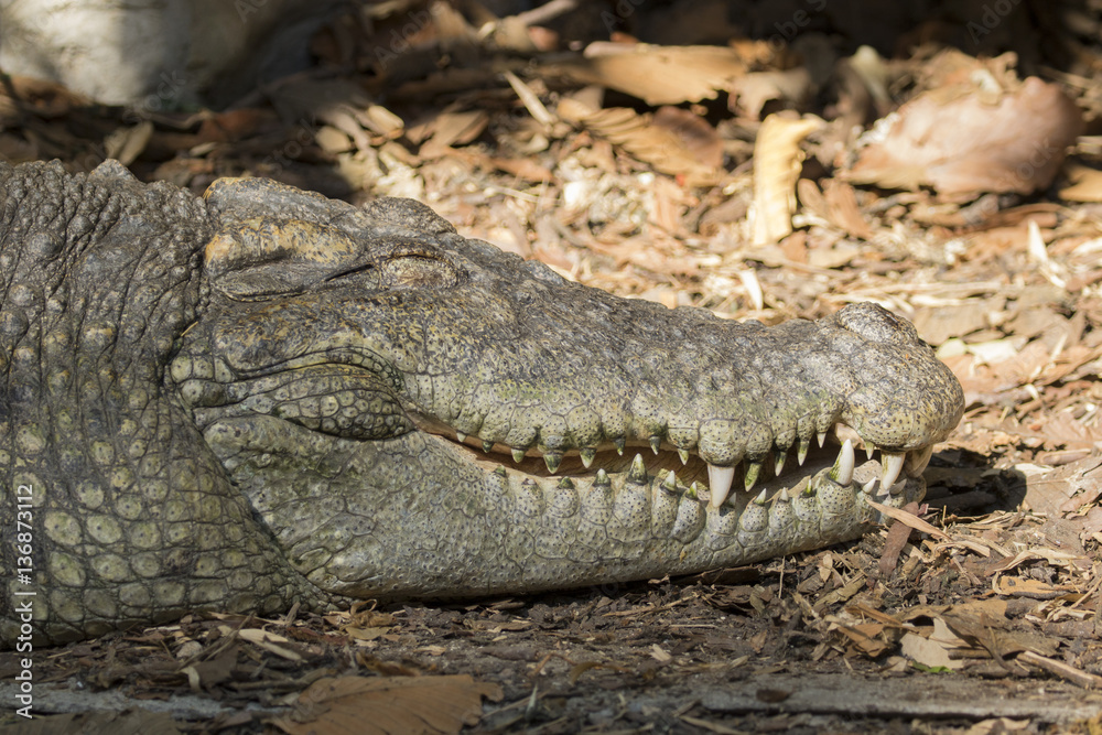 Image of a crocodile on nature background. Wild Animals. Image of a crocodile on nature background. Wild Animals.