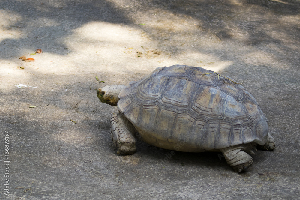 Image of a turtle on the ground. (Geochelone sulcata) Reptile. Stock