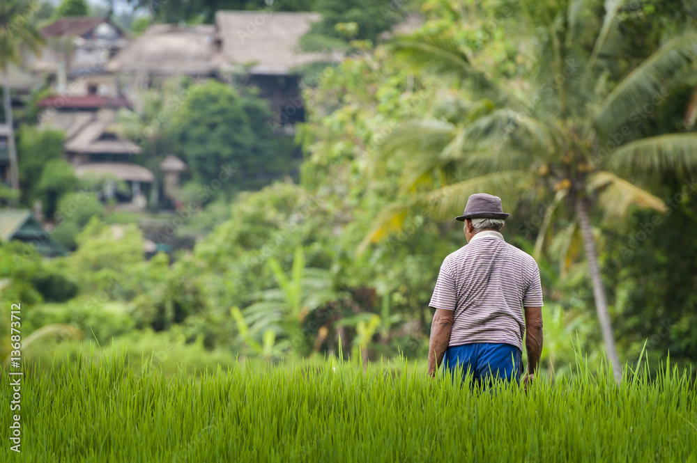 Balinese Man in the Rice Fields of Ubud.  A man working in the terraced rice fields during a glorious sunny day in the rural village of Ubud in central Bali, Indonesia.