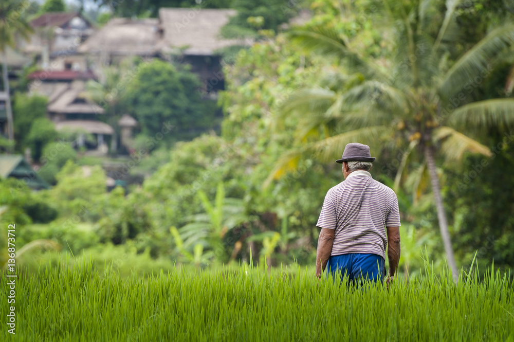 Balinese Man in the Rice Fields of Ubud. A man working in the terraced rice fields during a glorious sunny day in the rural village of Ubud in central Bali, Indonesia. Balinese Man in the Rice Fields of Ubud. A man working in the terraced rice fields during a glorious sunny day in the rural village of Ubud in central Bali, Indonesia.