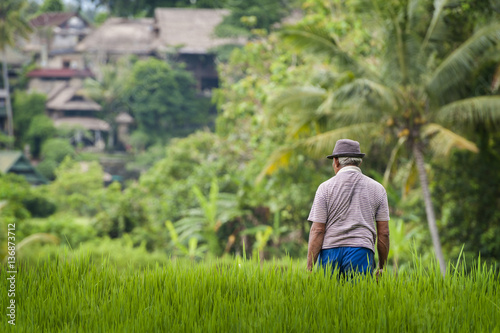 Balinese Man in the Rice Fields of Ubud. A man working in the terraced rice fields during a glorious sunny day in the rural village of Ubud in central Bali, Indonesia.
