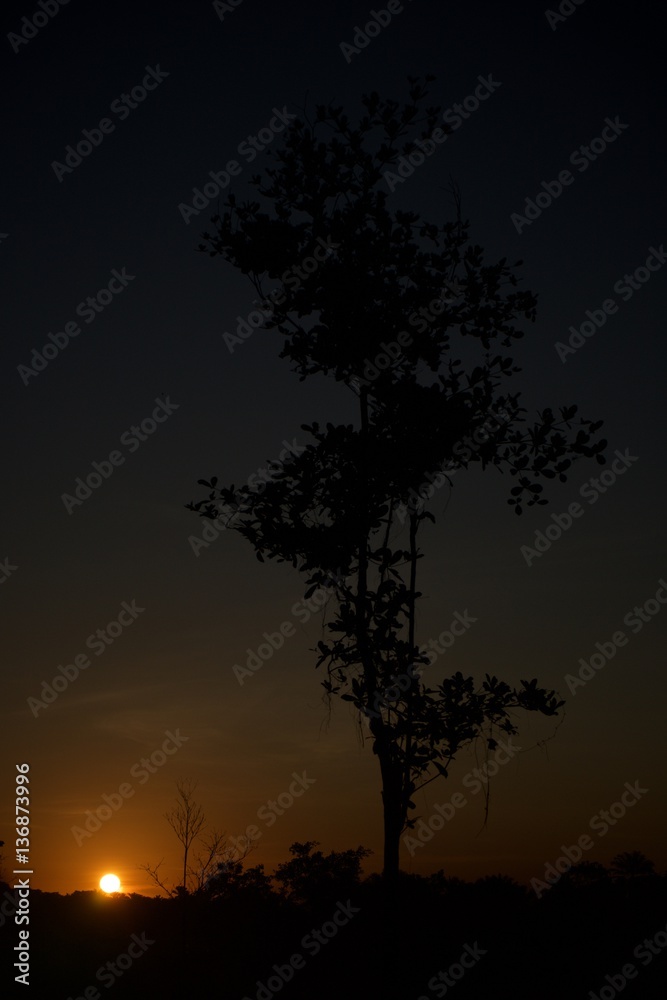 Fototapeta premium Digital Archival of Institute Valei - Environmental Protection Area of the Tinharé and Boipeba Islands, in the State of Bahia Brazil