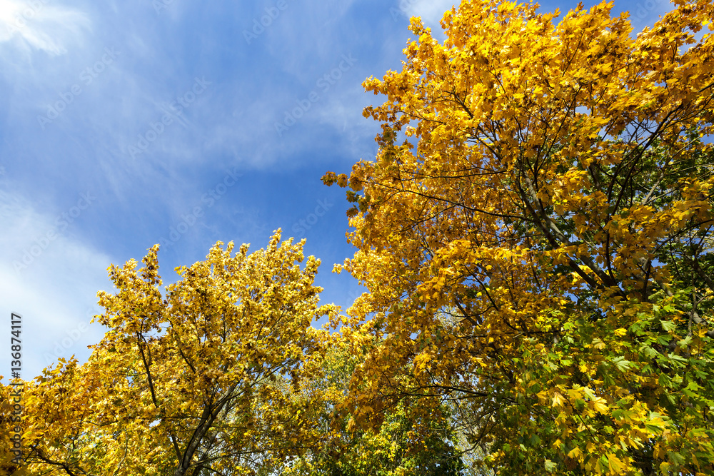 yellowed maple trees in the fall yellowed maple trees in the fall