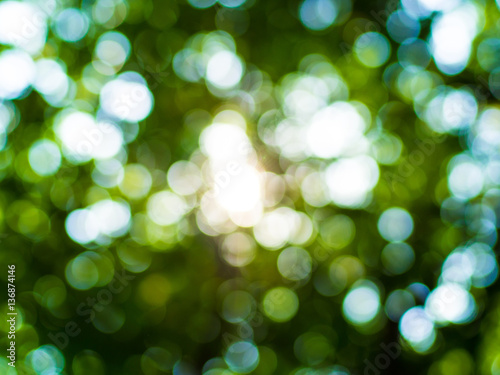 defocused light under the tree.blurred bokeh