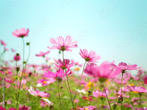 Pink cosmos (bipinnatus) flowers against the bright blue sky. Cosmos is also known as Cosmos sulphureus, Selective Focus