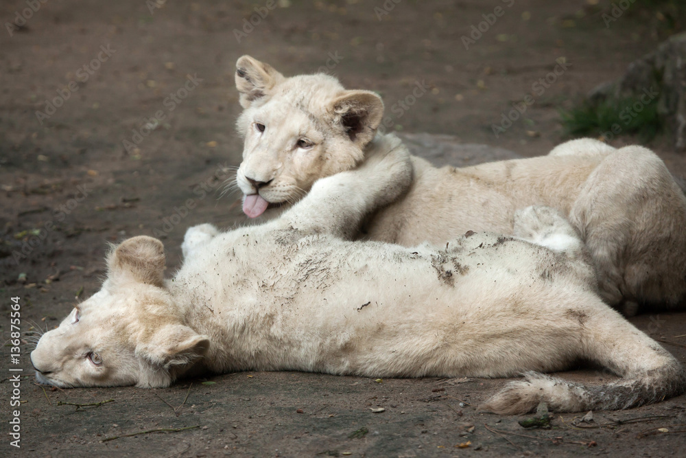 White lion (Panthera leo krugeri). White lion (Panthera leo krugeri).