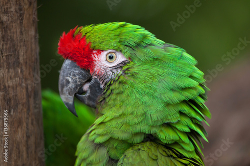 Green military macaw (Ara militaris) photo