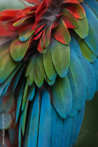 Green-winged macaw (Ara chloropterus)