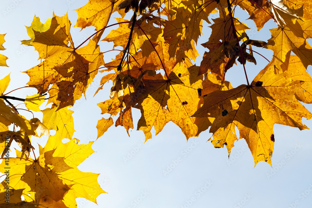 yellowed maple trees in the fall