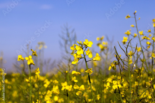 yellow flower rape