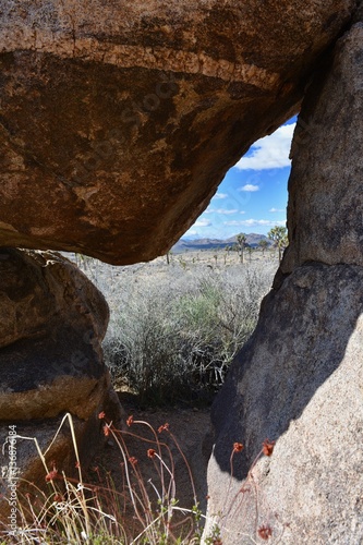 Joshua Tree National Park Landscape photo