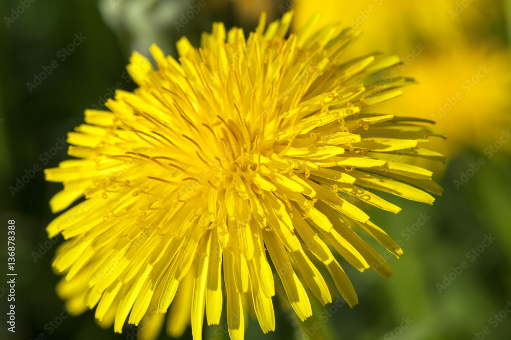 yellow dandelions in spring