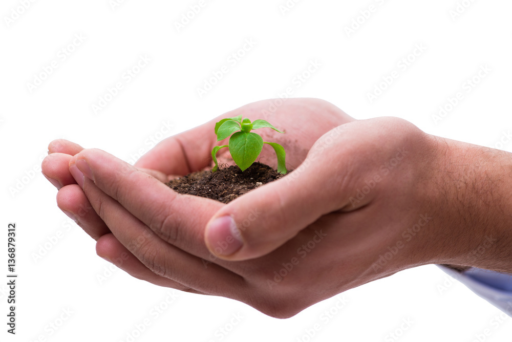 Hand holding seedling in new life concept on white Hand holding seedling in new life concept on white
