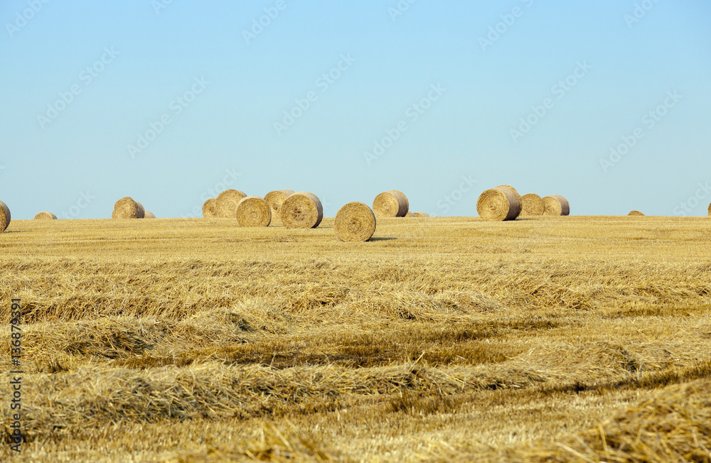 Fototapeta premium stack of straw in the field