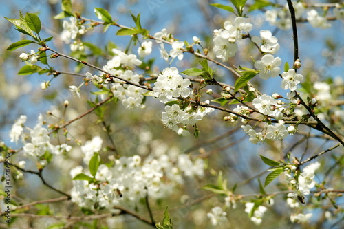 Cherry blossoms in spring