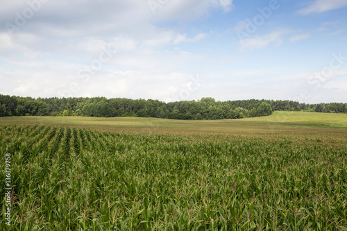 Corn field, summer time