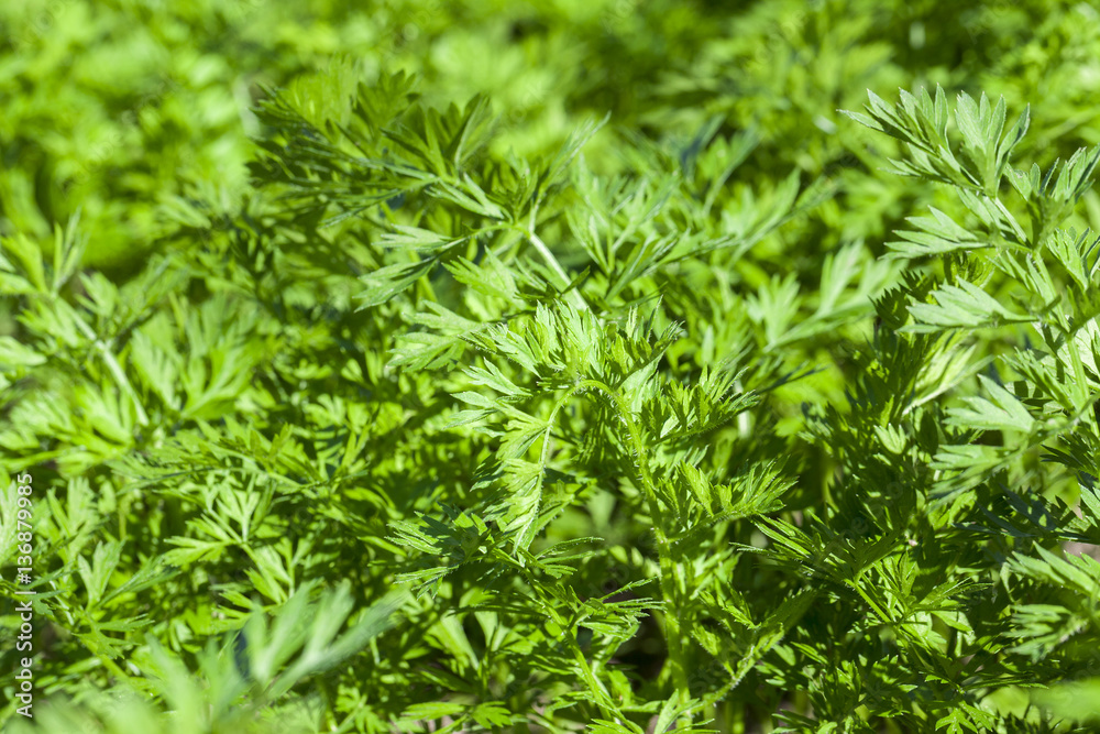 green parsley in a field green parsley in a field