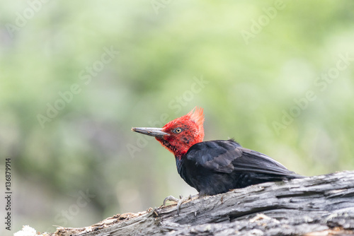 Magellanic Woodpecker, Los Glaciares National Park, El Chalten, Argentina
