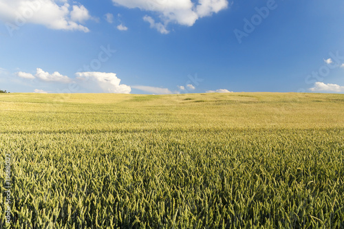 agriculture  unripe wheat