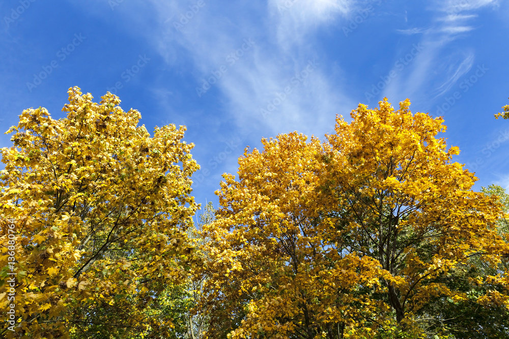 yellowed maple trees in autumn yellowed maple trees in autumn