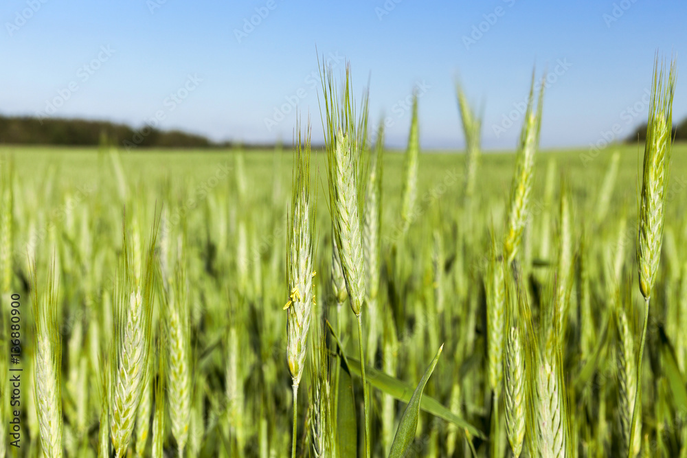 Field with cereal Field with cereal