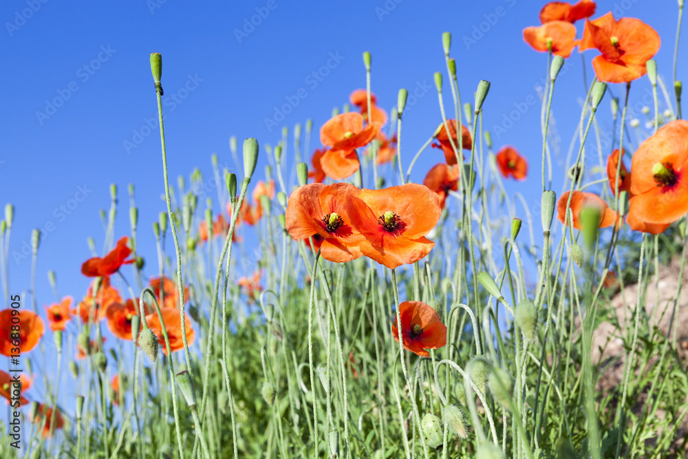 Obraz premium red poppies in a field