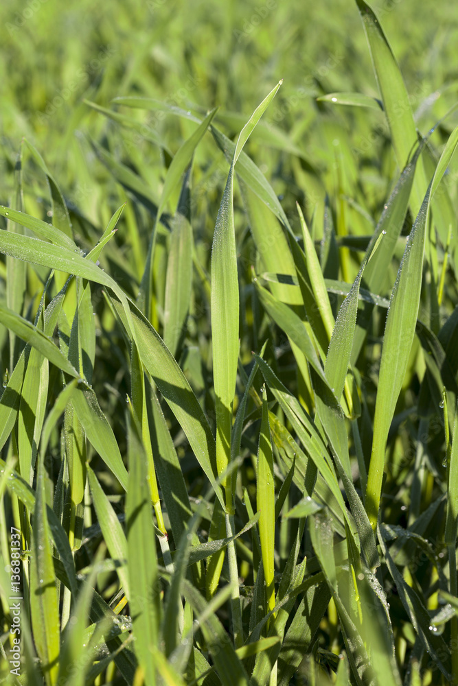 Obraz premium Field with cereal