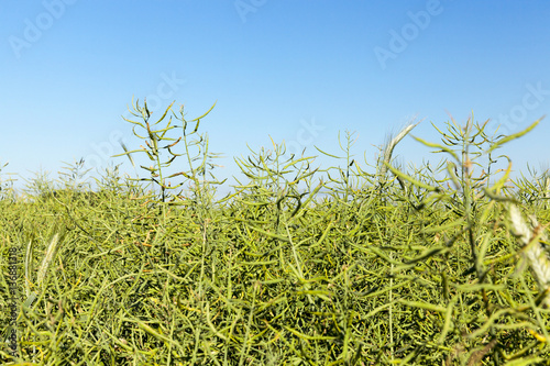 Field with cereal