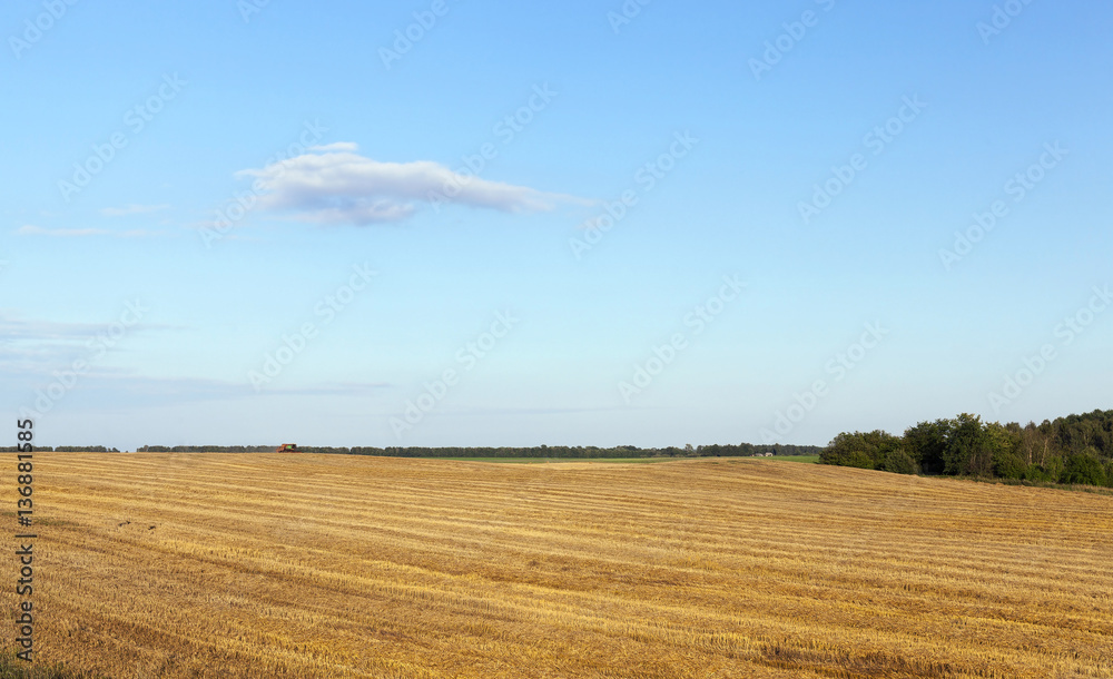 agricultural field and blue sky