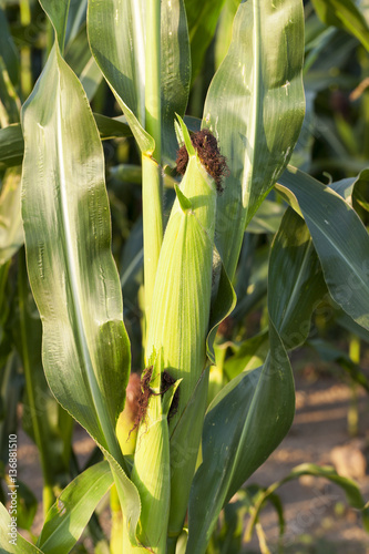 green corn  close up