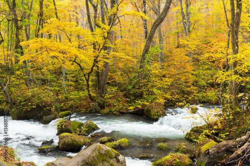 Oirase Stream in fall © leungchopan