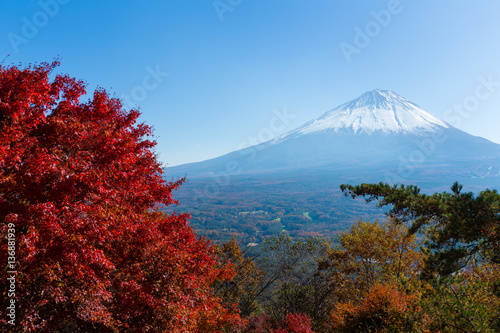 Mount Fuji and maple tree