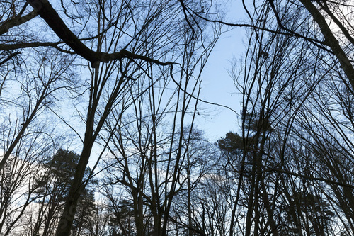 trees in autumn forest