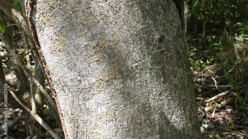 Closeup gray trunk of  Hippomane mancinella manchineel tree on Caribbean island in natural light photo