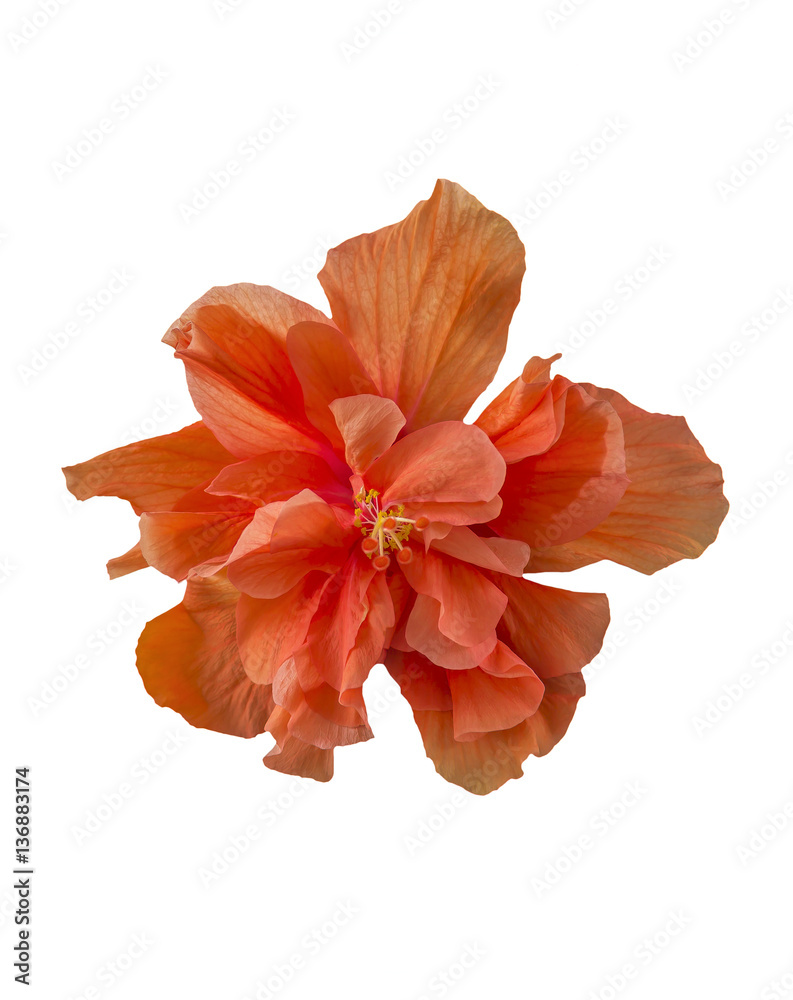 Big orange hibiscus flower on white