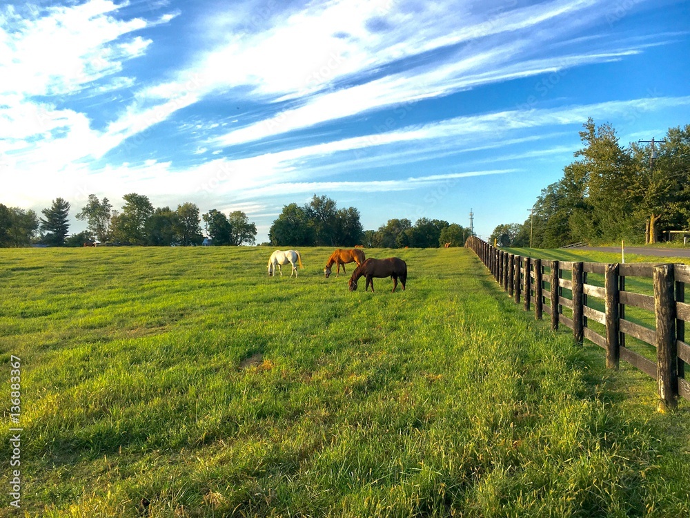 Horses at horse farm