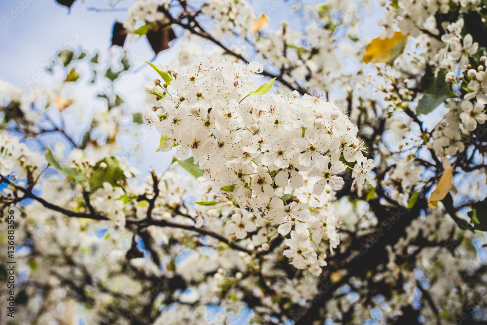 Spring time. Cherry tree blossom. White flowers. Close up Spring time. Cherry tree blossom. White flowers. Close up