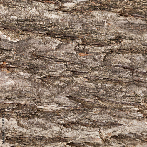Background striped bark