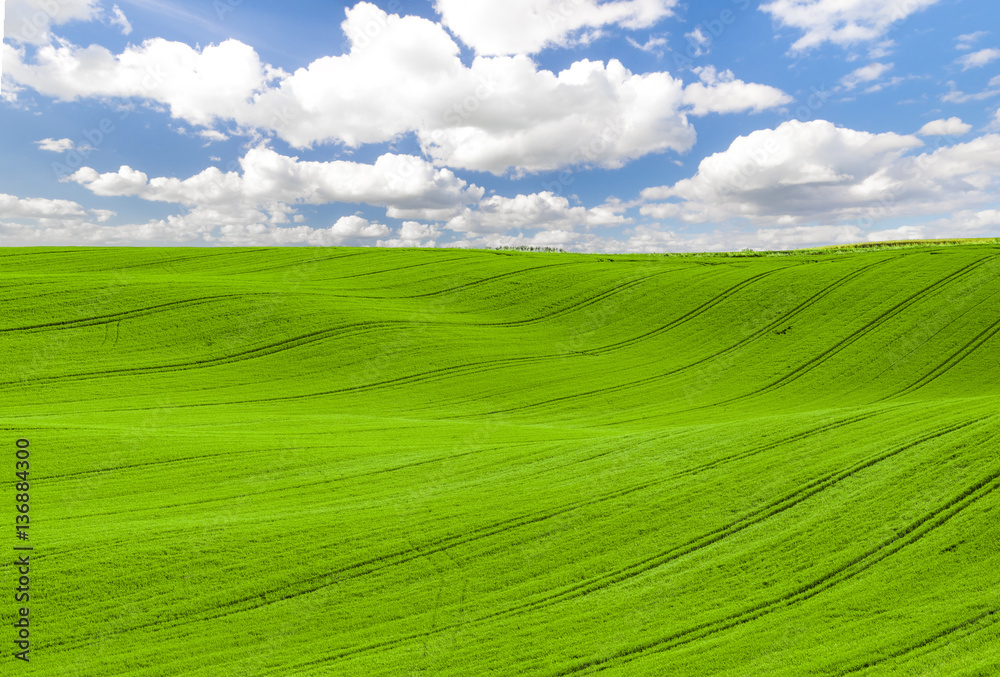 panorama Spring, green field against a blue sky