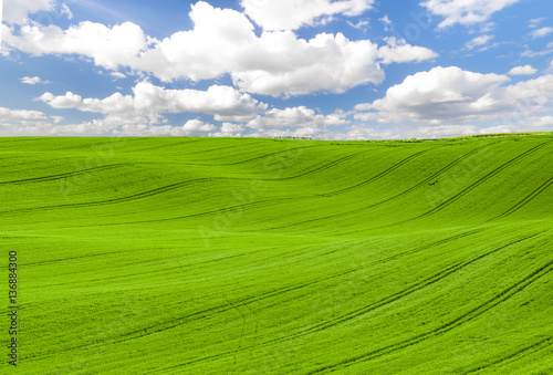 panorama Spring, green field against a blue sky