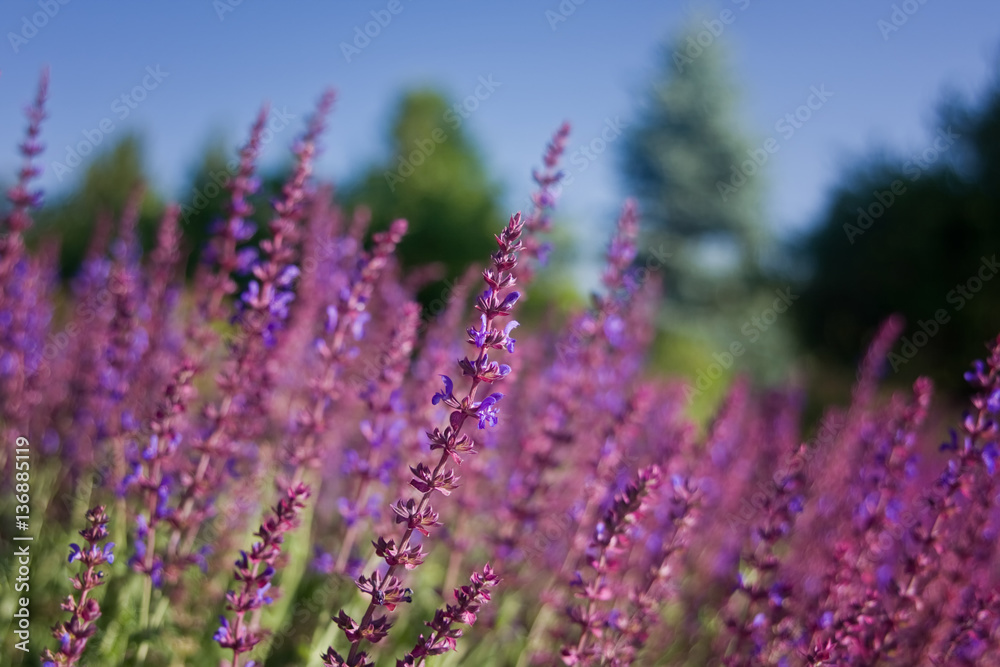 Obraz premium Lavender plant with a blurred background