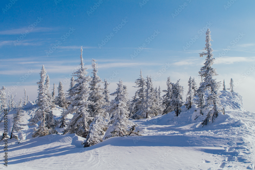 Beautiful winter landscape with trees