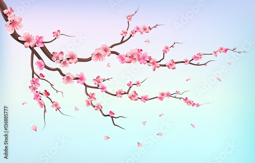 Japan sakura branches with cherry blossom flowers and falling petals isolated on white background vector illustration