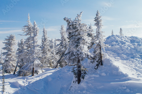 Beautiful winter landscape with trees