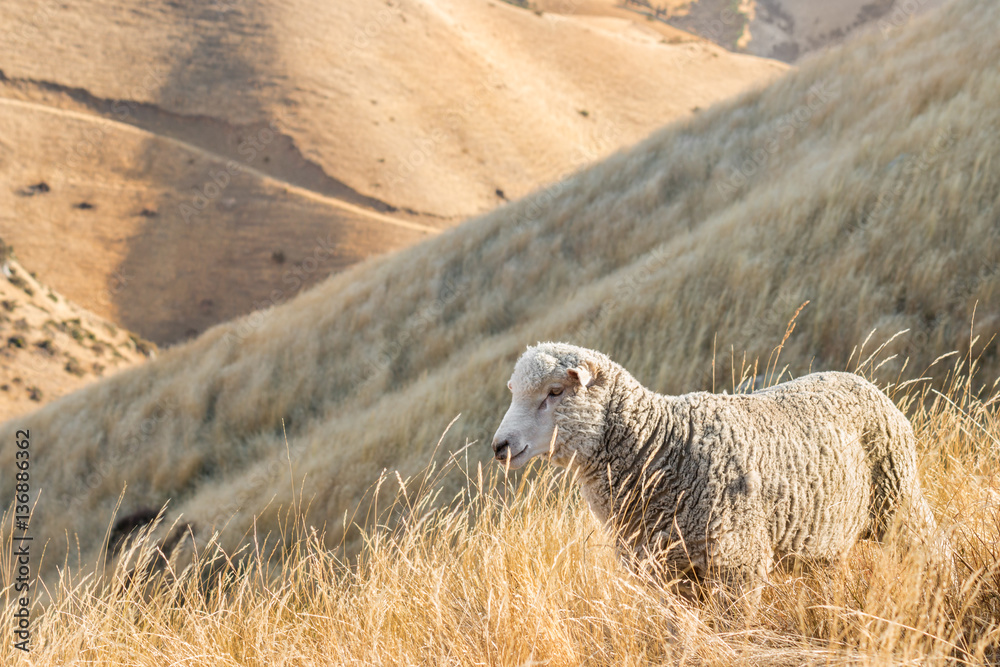 Naklejka premium merino sheep grazing on steep grassy slope