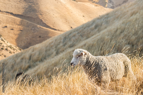 merino sheep grazing on steep grassy slope