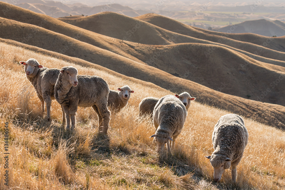 Naklejka premium stado owiec merynosów o zachodzie słońca na trawiastym wzgórzu