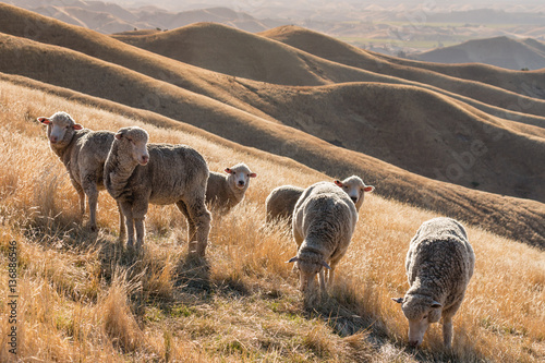 flock of merino sheep at sunset on grassy hill photo